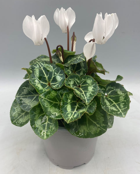 10.5cm Mini Cyclamen, Green Leaf (Autumn, Spring)