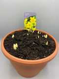 Large Daffodil Patio Pot (Autumn, Spring, Bulbs)