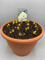 Large Daffodil Patio Pot (Autumn, Spring, Bulbs)