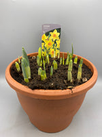 Large Daffodil Patio Pot (Autumn, Spring, Bulbs)