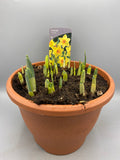 Large Daffodil Patio Pot (Autumn, Spring, Bulbs)