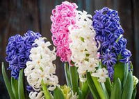 Large Wicker Hyacinth Bulbs Planter (Christmas, Autumn, Spring, Indoor)