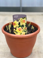 *Deal of The Week* 2 x Large Plastic patio pots full of Daffodils (Autumn, Spring, Bulbs)