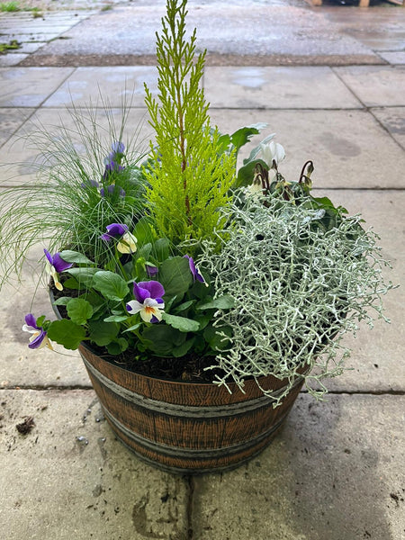 Whisky Barrell Design Seasonal Planted Patio Pot