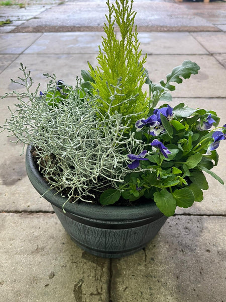 Grey Barrell Design Seasonal Planted Patio Pot