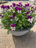 *Deal of The Week* 2 X 30cm Viola Patio Pot (Autumn, Winter, Spring)