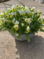 *Deal of The Week* 2 X 30cm Viola Patio Pot (Autumn, Winter, Spring)