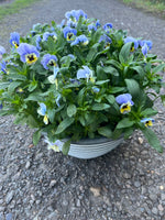 *Deal of The Week* 2 X 30cm Viola Patio Pot (Autumn, Winter, Spring)