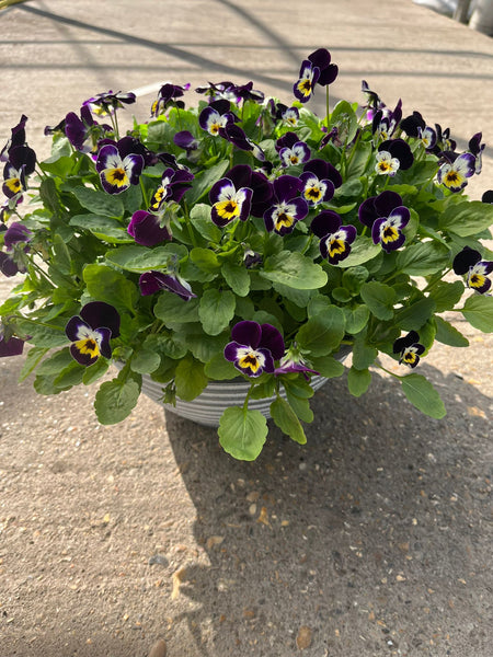 *Deal of The Week* 2 X 30cm Viola Patio Pot (Autumn, Winter, Spring)
