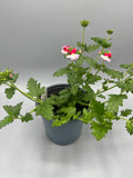 1L Verbena (Summer)