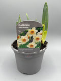 1L Daffodil x 3 Pots (Spring, bulbs)