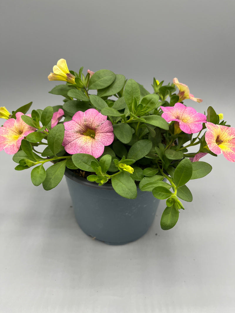 1L pot Million Bells Calibrachoa  (Spring, Summer)