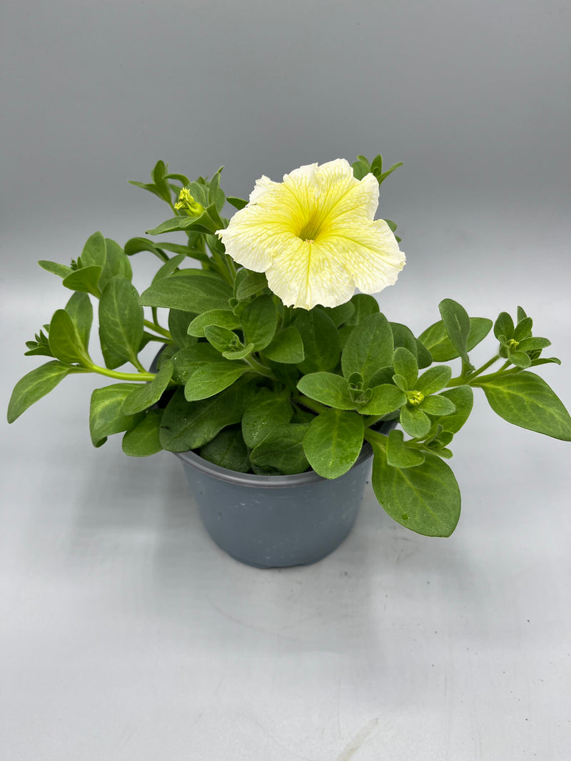 1L Petunia  (Spring, Summer)