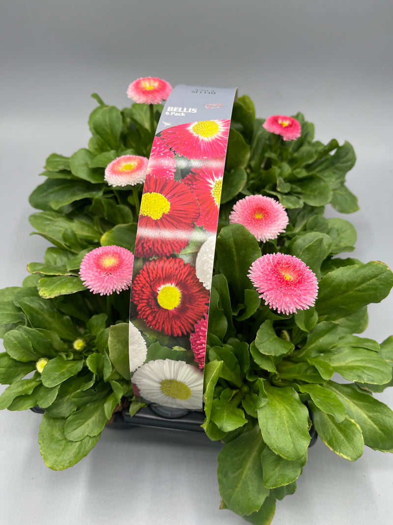 Bellis 6 Plant Carry Pack with Handle (Autumn, Spring)