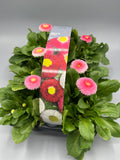Bellis 6 Plant Carry Pack with Handle (Autumn, Spring)