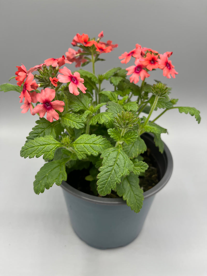 1L Verbena (Summer)