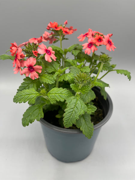 1L Verbena (Summer)