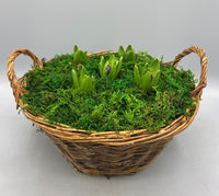 Large Wicker Hyacinth Bulbs Planter (Christmas, Autumn, Spring, Indoor)