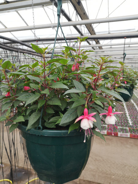 30cm Large and Deep Fuchsia Seasonal Hanging Basket (Spring, Summer) *Woodlarks Delivery only*