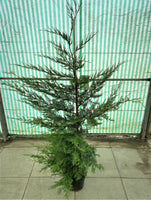 Leylandii Conifer 5-6ft/150-180cm (Hedging) *LOCAL DELIVERY ONLY*