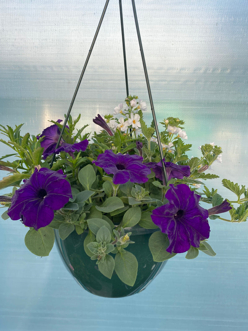 *NOW 2 FOR £20* 2 X Mixed Seasonal Summer Hanging Basket