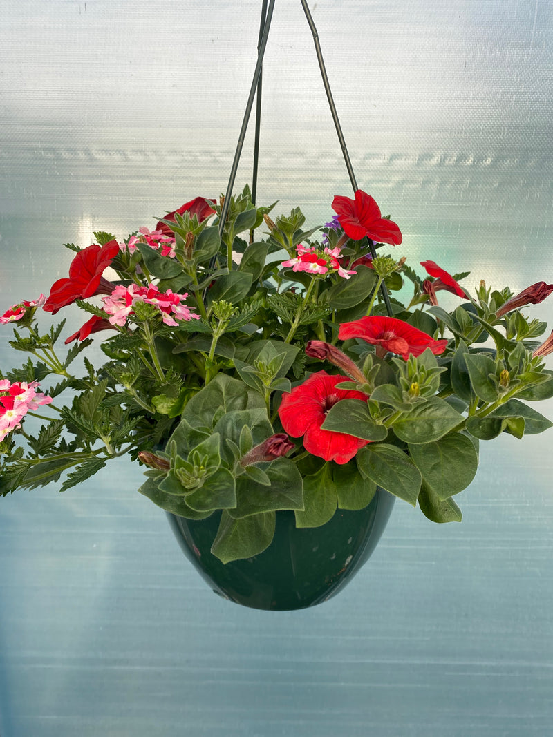 *NOW 2 FOR £20* 2 X Mixed Seasonal Summer Hanging Basket