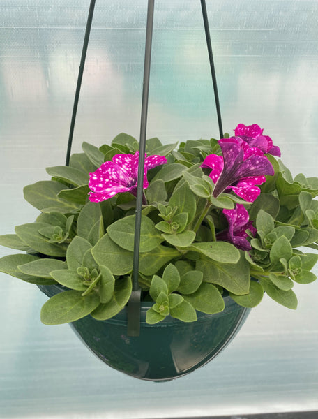 Seasonal Summer Hanging Basket with Petunia