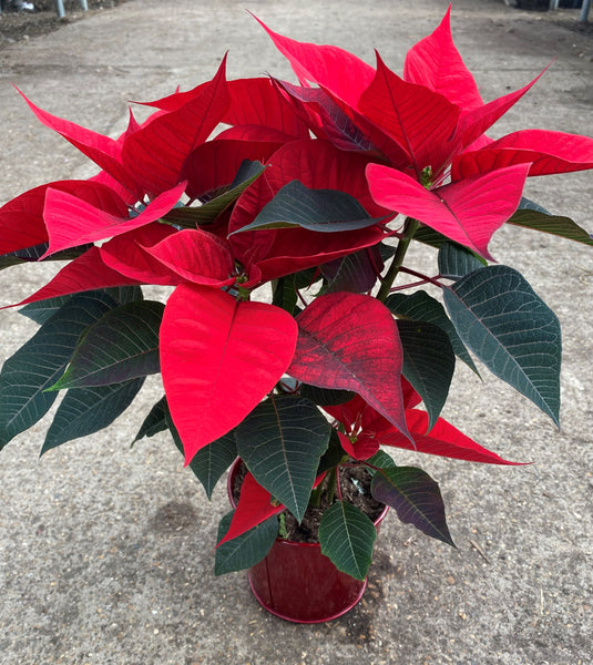 Poinsettia in a Red Zinc Pot