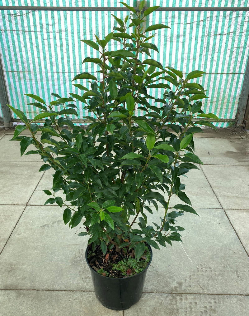Portuguese Laurel 2-3ft/60-90cm (Hedging)  *LONDON, SOUTH EAST ENGLAND ONLY* (Woodlarks Delivery)