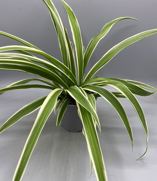 Spider Plant Reverse Variegated in 10.5cm Pot