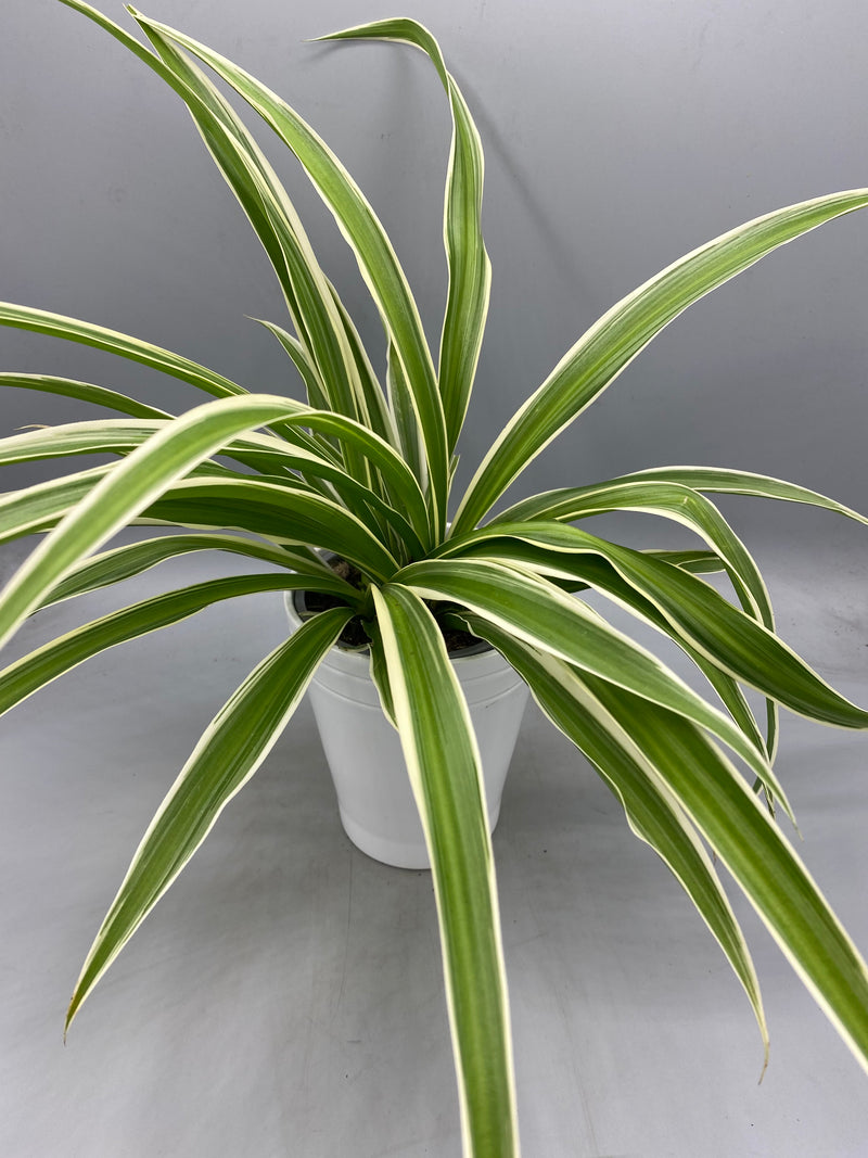 Spider Plant Reverse Variegated in 10.5cm Pot