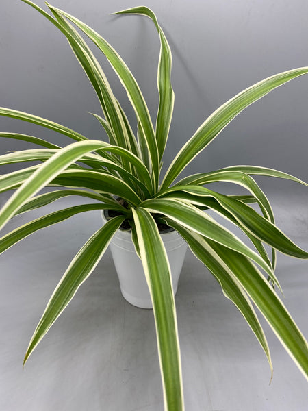 Spider Plant Reverse Variegated in 10.5cm Pot