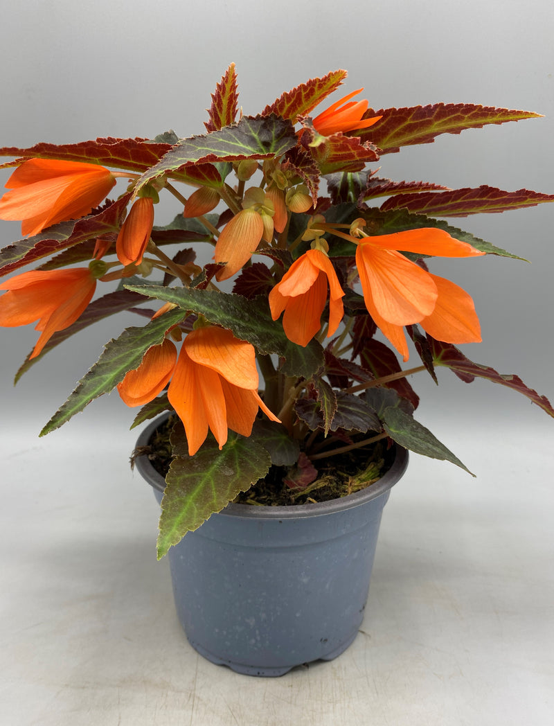 1L Trailing Begonia (Spring, Summer,)