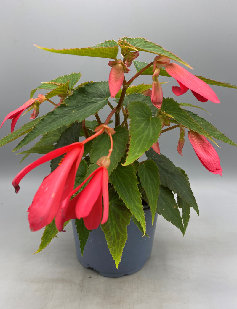 1L Trailing Begonia (Spring, Summer,)