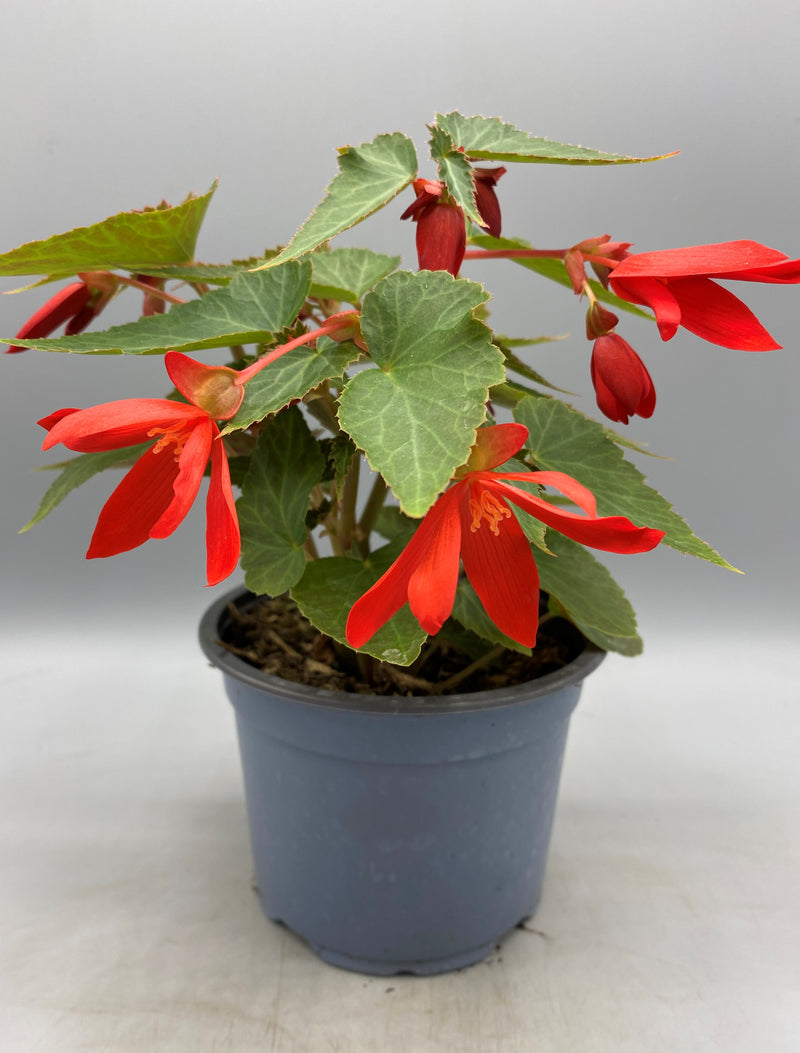 1L Trailing Begonia (Spring, Summer,)