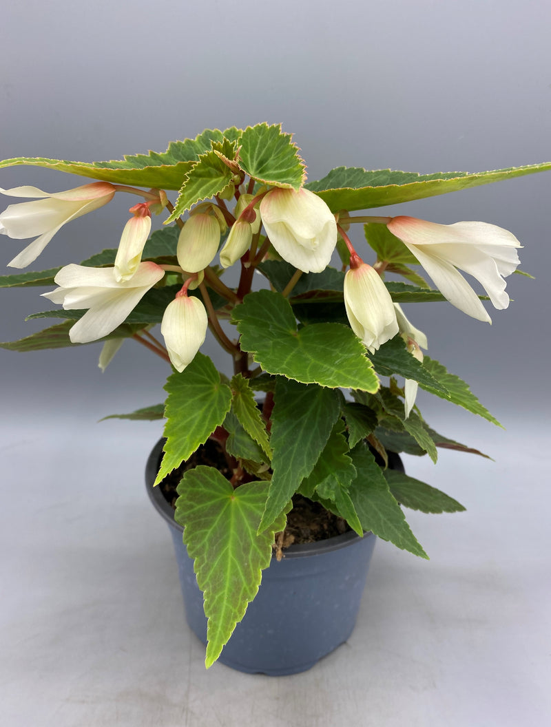 1L Trailing Begonia (Spring, Summer,)