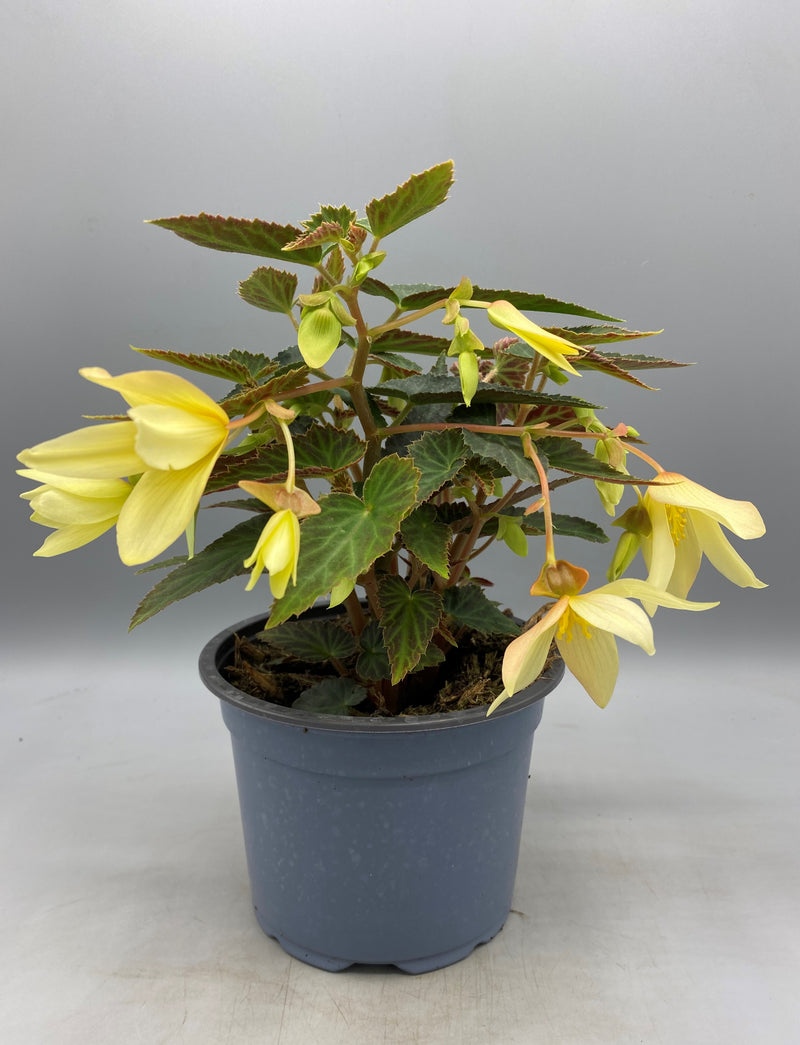 1L Trailing Begonia (Spring, Summer,)