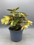 1L Trailing Begonia (Spring, Summer,)