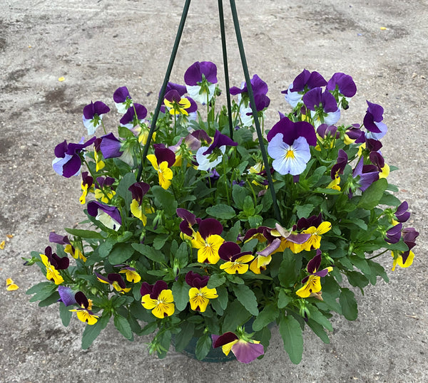 27cm Hanging Pot with Trailing Pansy Coolwave (Summer, Autumn, Spring)