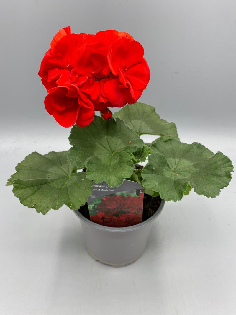 Zonal Geranium 10.5cm Pot (Spring, Summer)