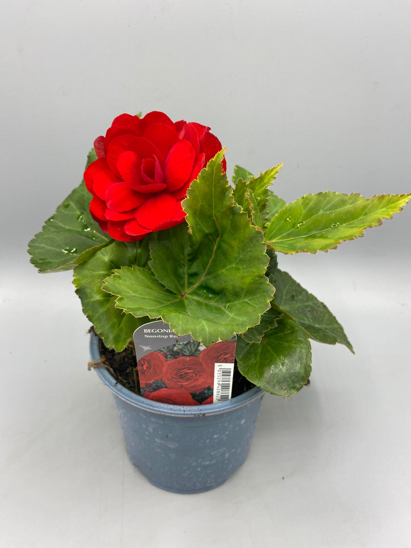 1L Begonia Nonstop (Spring, Summer)