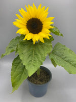 10.5cm Sunflower Sunsation (Summer)