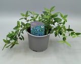 10.5cm Veronica Georgia Blue (Perennial, Foliage, Summer, Autumn, Spring)