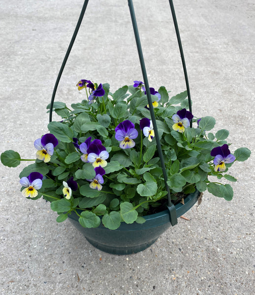 27cm plastic hanging basket with seasonal Viola (Summer, Autumn, Spring)