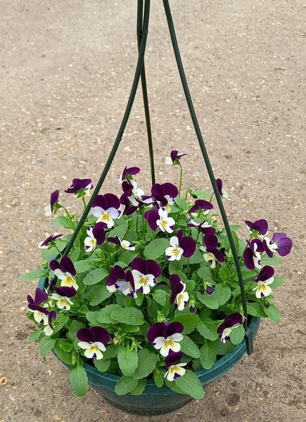 27cm plastic hanging basket with seasonal Viola (Summer, Autumn, Spring)