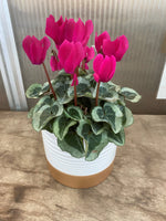 White Gold Ceramic Pot with Cyclamen (click photo to see other colours)
